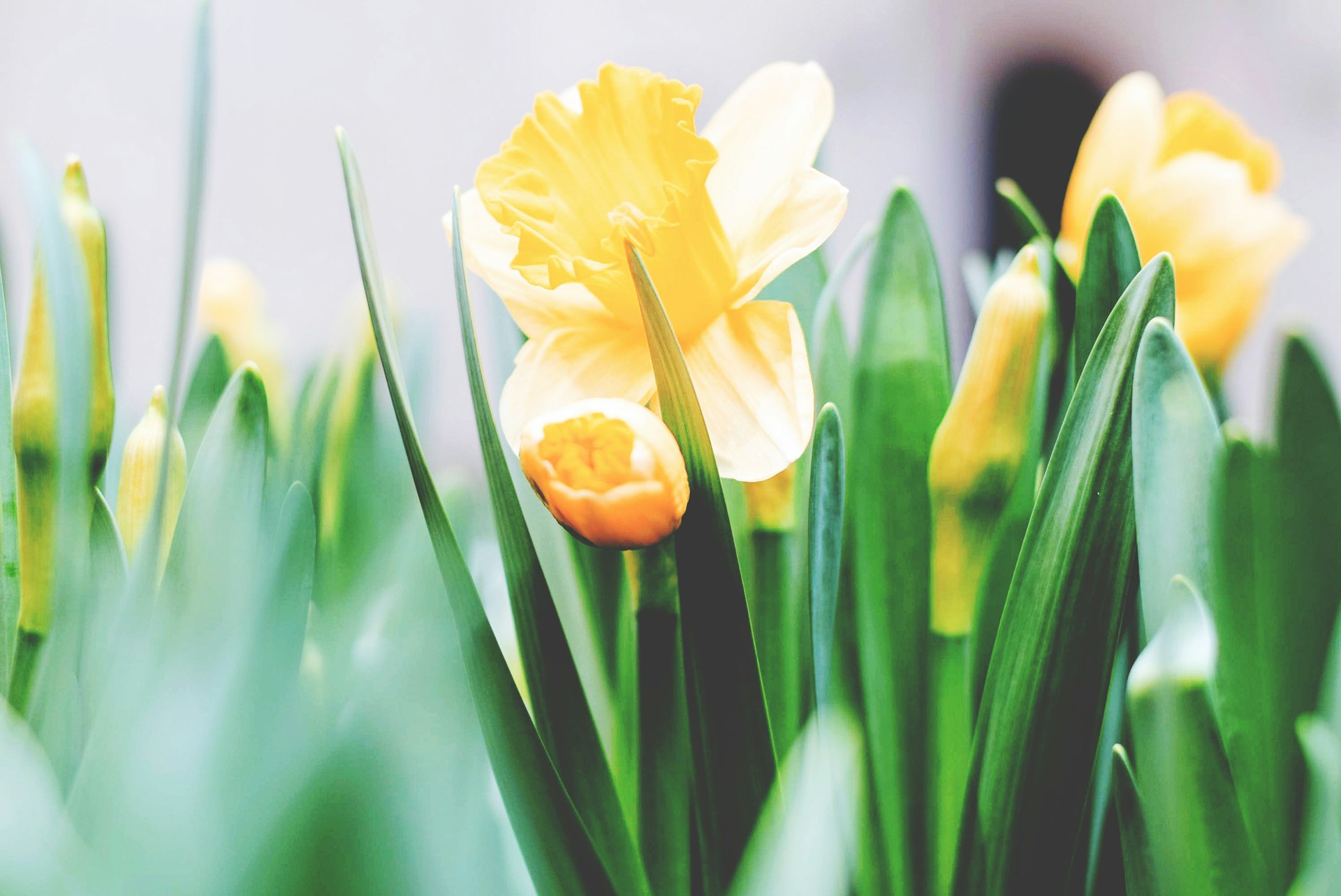 jonquilles tuto couture pour pâques