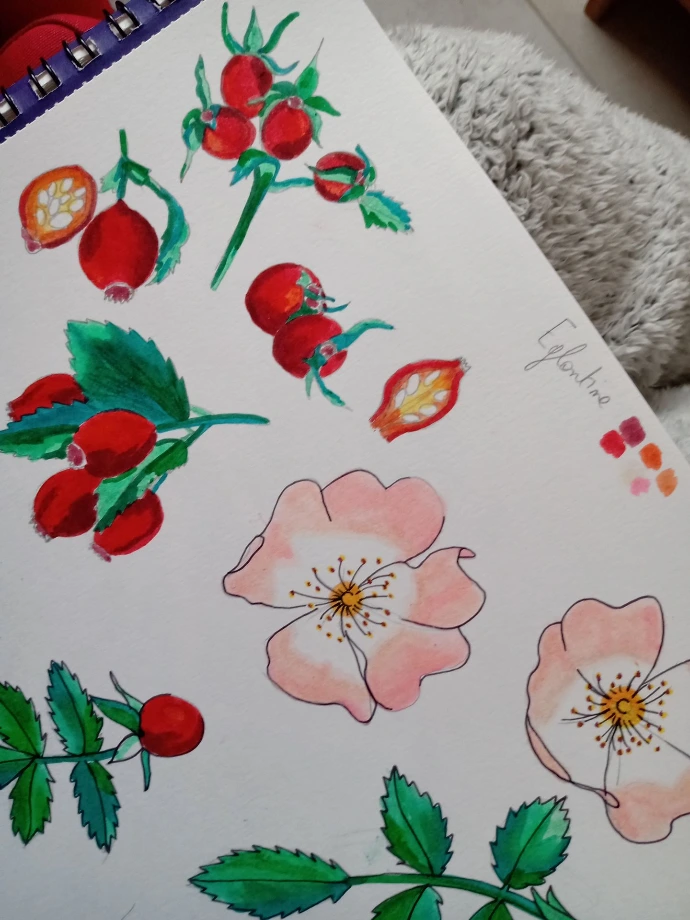 dessin de motif: églantine