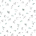 koalas blanc.webp