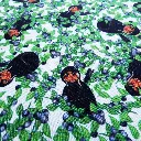 Popeline de coton Macrales